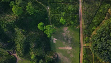 Aerial-descending-shot-overhead-a-tea-plantation-with-playground-field-in-Sylhet