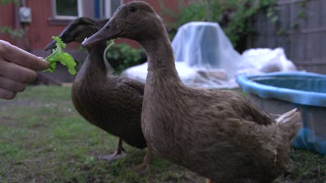 Ducks-feeding-on-leaves-held-in-hand
