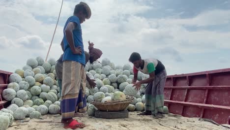In-a-third-world-country,-in-the-middle-east-or-Asia,-working-people-labor-daily,-sorting-melons-on-a-boat-as-they-make-a-living