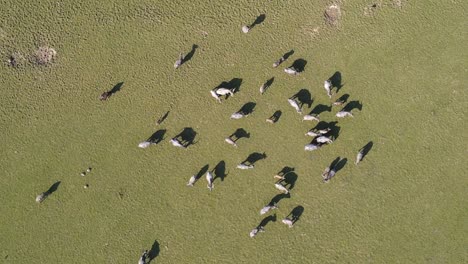 Aerial-Birds-Eye-View-Of-Herd-Of-Buffalo-Walking-Around-On-Grassland-In-Bangladesh