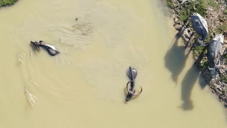 Areal-view-of-buffalo-herd-wading-in-cool-muddy-water-to-escape-the-heat,-footage-location-Bangladesh