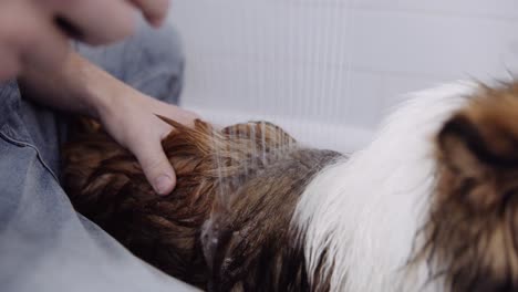 Man-washes-his-Sheltie-by-going-over-the-coat-with-a-shower