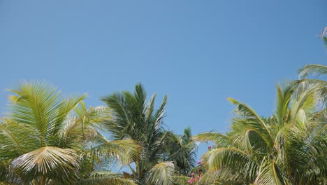 Static-backdrop-shot-of-green-palm-trees-against-clear-blue-sky-with-gentle-breeze-on-a-remote-tropical-island-on-a-hot-sunny-day