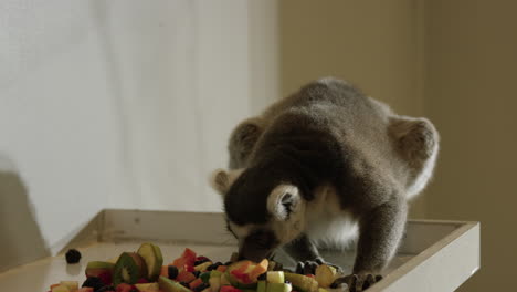 Lemur-in-captivity-eating-varies-fruits---medium-shot