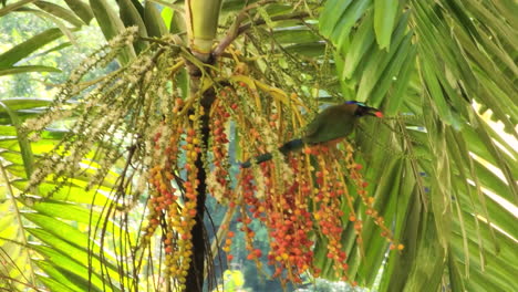 Wunderschöner-Tropischer-Vogel,-Der-In-Einem-Baum-Sitzt---Stetige-Zeitlupenaufnahme