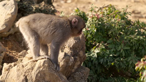 Young-wild-Japanese-macaque-standing-on-all-fours-looking-around-on-big-rock
