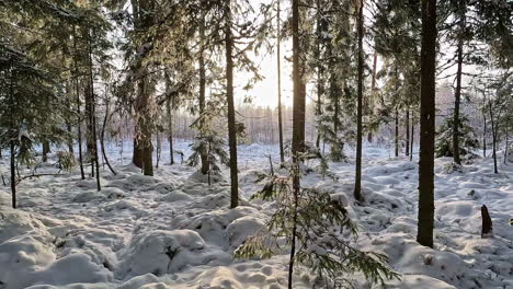 A-beautiful-sunrise-over-the-trees-in-a-forest-covered-with-snow