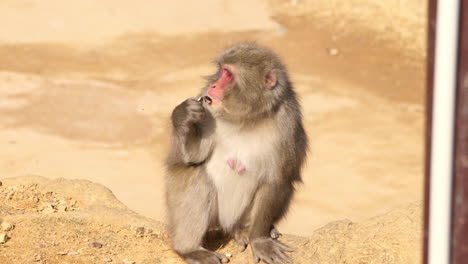 Wild-Japanese-macaque-eating-nuts-on-the-ground-while-gazing-into-distance-on-a-sunny-day