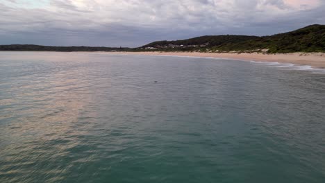 Antena-Delantera-Donde-Puedes-Ver-Algunos-Delfines-Jugando-En-El-Agua-En-La-Playa-De-Fingal,-Nsw,-Australia