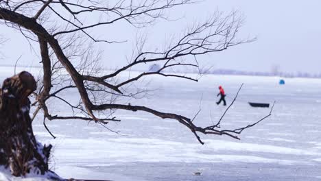 Fisher-men-waking-on-frozen-lake,-pulling-ice-sledge,-tree-in-the-foreground,-ice-fishing,-winter-cold-outdoor,-fishing-tent-on-frozen-lake,-mid-shot-Canada-wide-view-of-landscape