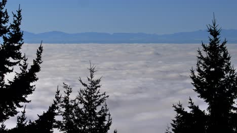 Sea-Of-Clouds-Behind-The-Pine-Trees-In-The-Mountain-Forest