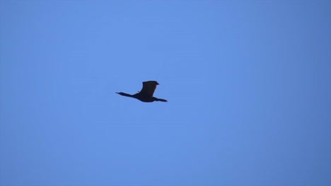 -Goose-Flying-Against-The-Blue-Sky-In-Daytime
