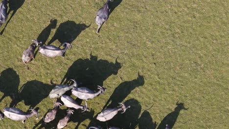 Top-down-aerial-view-of-herd-of-buffaloes-grazing-in-an-open-field