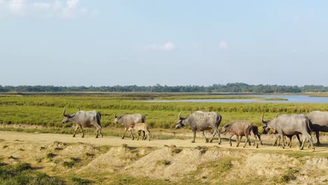 Manada-De-Búfalos-Con-Cuernos-Caminando-Juntos-En-Fila-A-Través-Del-Campo-Agrícola-De-Bangladesh