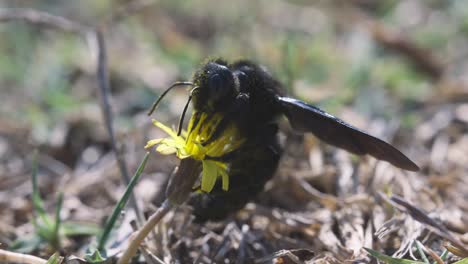 Macro-shot-of-a-violet-carpenter-bee-pollinating-a-bright-yellow-flower-and-then-flying-away