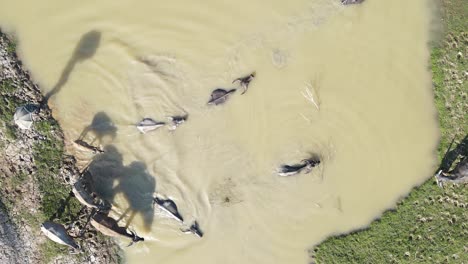 Aerial-footage-of-farmer-with-water-buffalo-bathing-in-a-pond,-rice-farming-and-sun-casting-beautiful-shadows