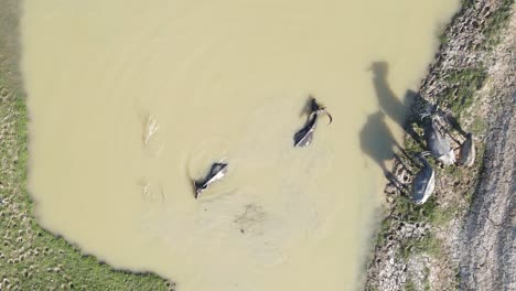 Top-down-aerial-view-herd-of-water-buffalo-swimming-across-muddy-wetland-river