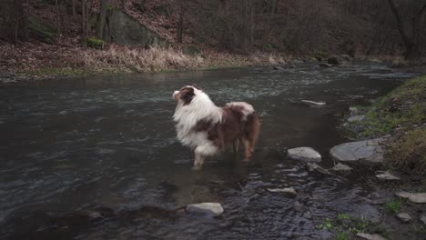 Australian-shepherd-dog-walking-and-drinking-river-water,-wide-angle-view,-forest-background