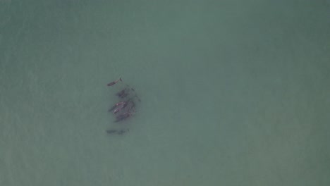 Delfine-Schwimmen-In-Der-Nähe-Des-Strandes-In-Port-Stephens,-New-South-Wales,-Australien