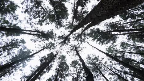 Tiefwinkel-Schwarz-Weiß-Aufnahme-Majestätischer-Hoher-Bäume,-Die-Sich-Im-Wald-Von-Bukidnon-Auf-Den-Philippinen-In-Den-Himmel-Strecken