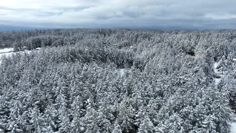 Große,-Weitläufige-Luftaufnahme-Eines-Riesigen-Waldes,-Der-Mit-Einer-Schneedecke-Bedeckt-Ist