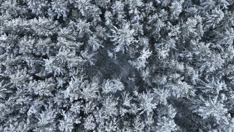 Rotating-top-down-aerial-over-an-evergreen-forest-covered-in-snow