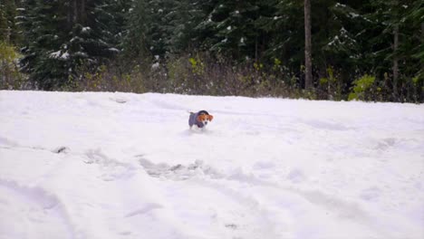 Active-Beagle-Breed-Dog-Running-On-Deep-Snow-Covered-Landscape