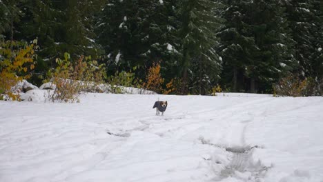 Beagle-Hund-Läuft-Im-Winter-Auf-Schnee