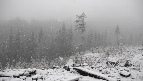 Snow-Falling-On-The-Mountain-Forest-During-Winter