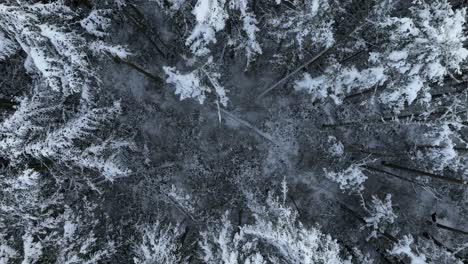 Von-Oben-Nach-Unten-Aufgenommene-Luftaufnahme,-Die-Vom-Waldboden-Aufsteigt-Und-Schneebedeckte-Baumkronen-Zum-Vorschein-Bringt