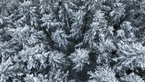 Top-down-drone-shot-of-evergreen-trees-covered-in-a-fresh-winter-snow