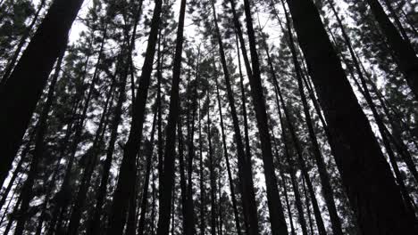 Hoch-Aufragende-Waldbäume-In-Monochrom-Werfen-Eine-Markante-Silhouette-Gegen-Den-Himmel-In-Bukidnon,-Philippinen