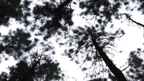 Looking-Up-On-Tall-Pine-Trees-In-The-Forest-Against-Dramatic-Sky-In-Bukidnon,-Philippines
