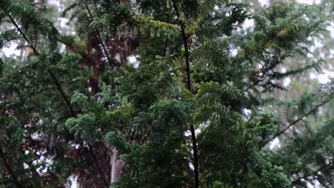 Üppige-Grüne-Kiefer-Mit-Fallenden-Regentropfen-Im-Wald-Von-Bukidnon-Auf-Den-Philippinen
