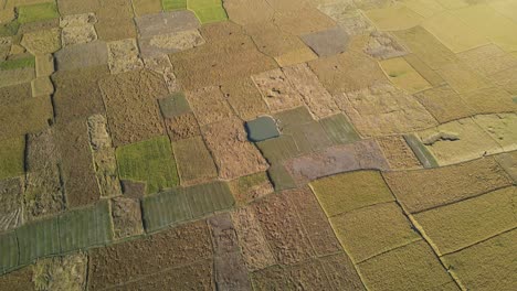 Cinematic-aerial-view-of-rice-paddy-fields,-Bangladesh