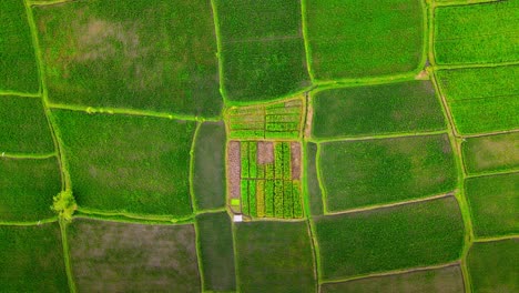 Textura-De-La-Agricultura-En-Los-Campos-De-Arroz-Para-El-Cultivo