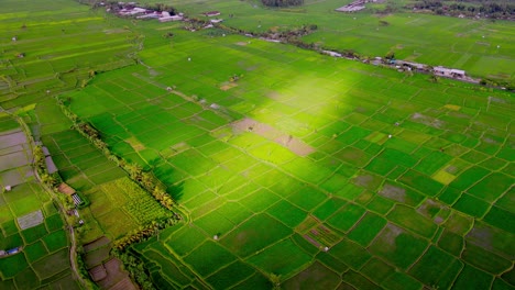 Natürliche-Sicht-Auf-Die-Landwirtschaft-In-Reisfeldern-Für-Den-Anbau