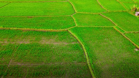 Drone-flying-over-rice-fields-ready-for-cultivation