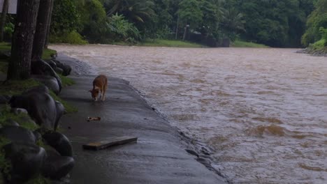 Perro-Callejero-Doméstico-En-La-Orilla-Del-Río-A-Través-Del-Río-Inundado-En-Filipinas-Después-De-La-Tormenta