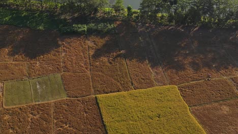 Filmische-Luftaufnahme-Von-Erntereifen-Reisfeldern-Am-Ufer-Des-Flusses-In-Bangladesch