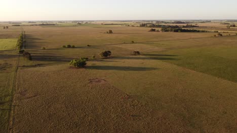 Kühe-Auf-Dem-Feld,-Grasen-Auf-Gras-Und-Weiden-In-Argentinien,-Auf-Einer-Landwirtschaftlichen-Ranch