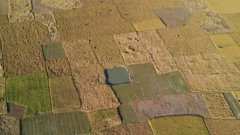 Cinematic-panoramic-aerial-shot-of-rice-paddy-fields,-Bangladesh