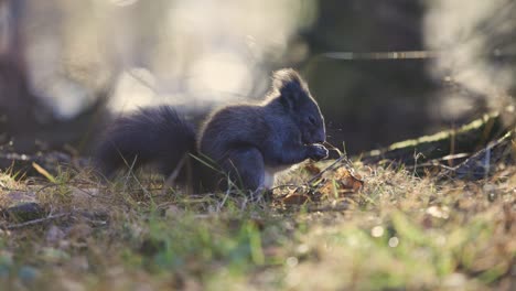 Isolierte-Nahaufnahme-Eines-Hungrigen-Grauhörnchens,-Das-Im-Morgenlicht-Walnüsse-Frisst