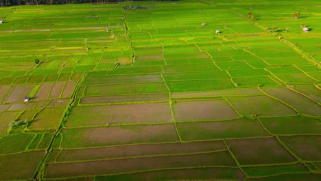 Drone-view-of-agriculture-in-rice-fields-for-cultivation