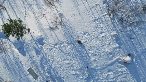 Luftaufnahme-Eines-Hirsches,-Der-In-Der-Nähe-Eines-Schneebedeckten-Baumes-Herumläuft