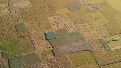 Cinematic-aerial-shot-of-ripe-rice-paddy-fields-farmland,-Bangladesh