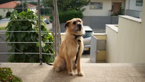 Kleiner-Hund-Vor-Dem-Haus-Wartet-Auf-Besitzer