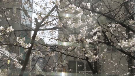 Close-up-of-sakura,-cherry-blossom,-swaying-in-the-wind