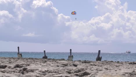 Beautiful-still-shot-of-pelicans-in-the-Caribbean-with-parasailing-in-background
