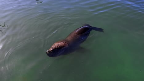 Sea-lion-floating-in-the-water-close-to-the-surface,-Uruguay